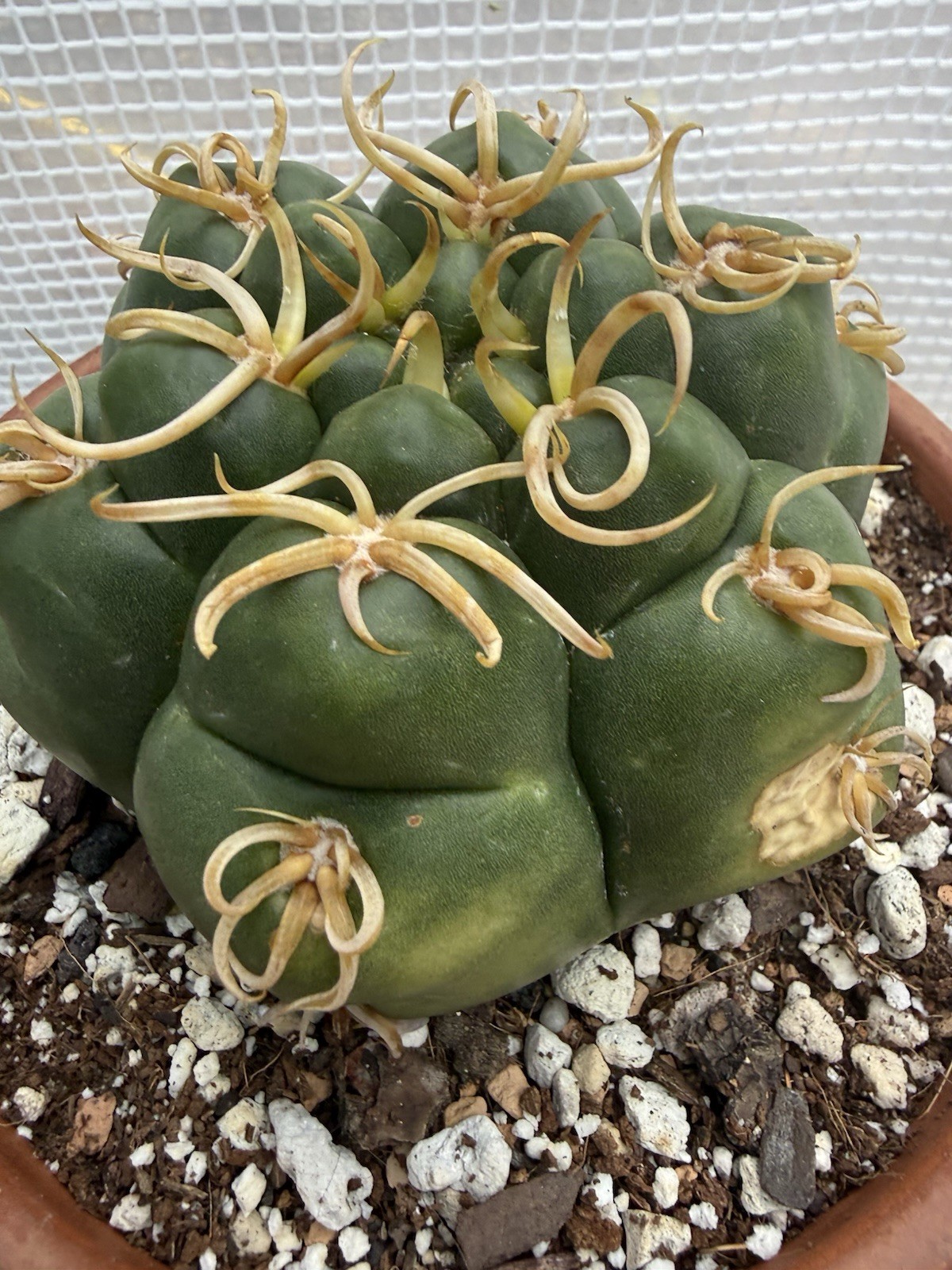 Gymnocalycium denudatum V. Braziliansis / Reaching 5 Inch Wide Now!