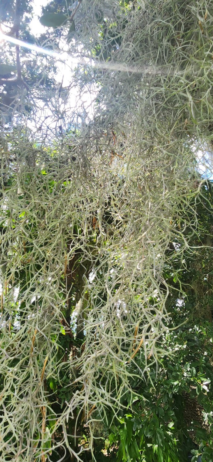 1 Gallon Bag Fresh Florida Green Spanish Moss Airplan Crafts/Arrangements/Mulch
