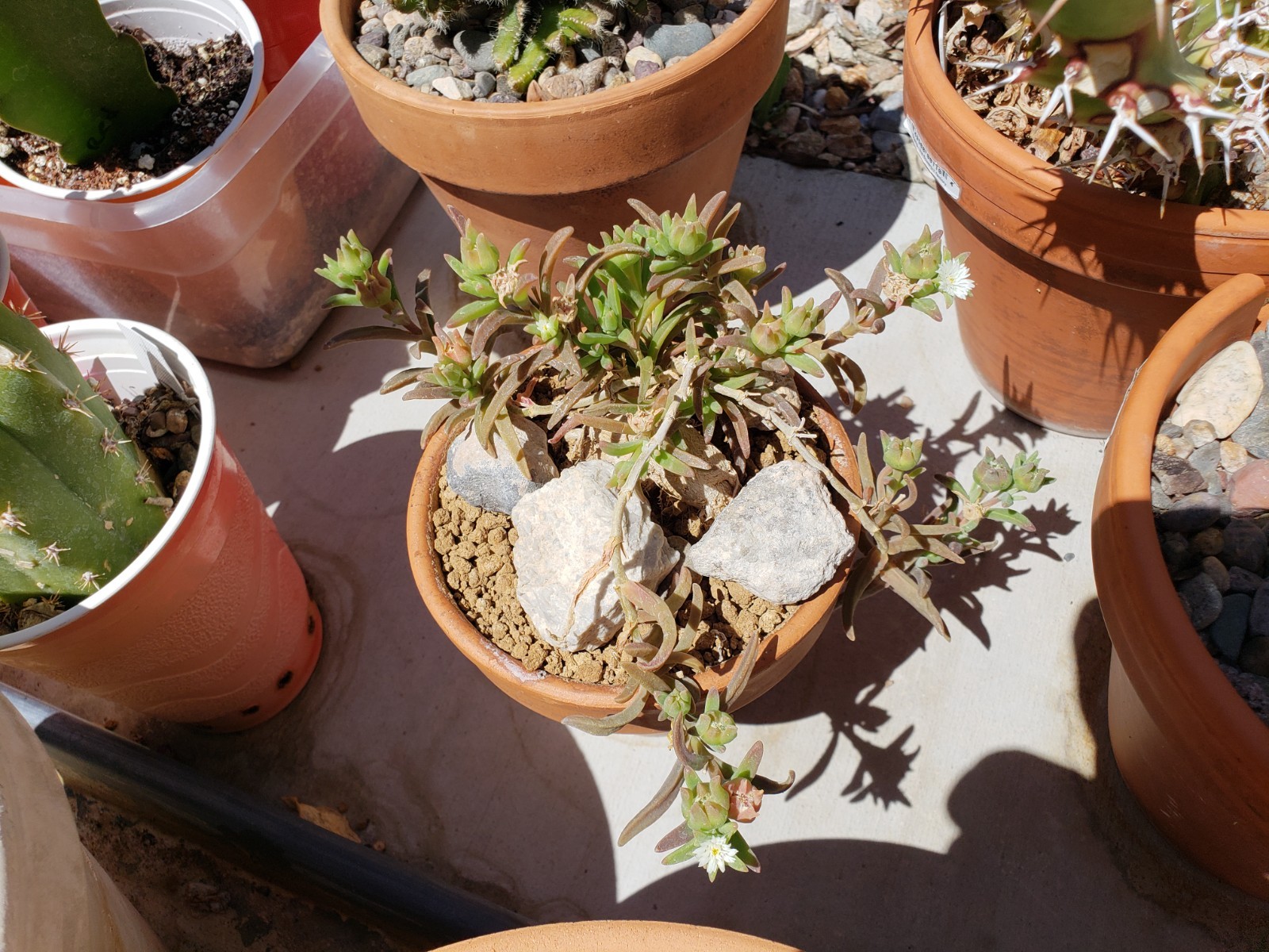 *10 Seed Pods / 100+ Seeds* Delosperma Napiforme, caudex succulent mesemb