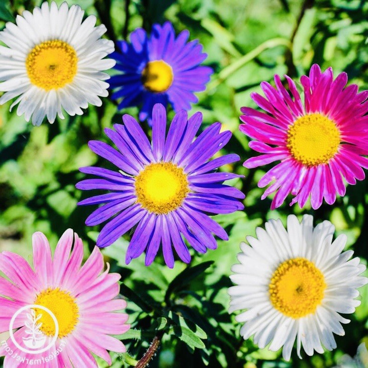 50+ CHINA ASTER RAINBOW MIX FLOWER SEEDS FRESH HARVEST NON GMO FREE SHIPPING