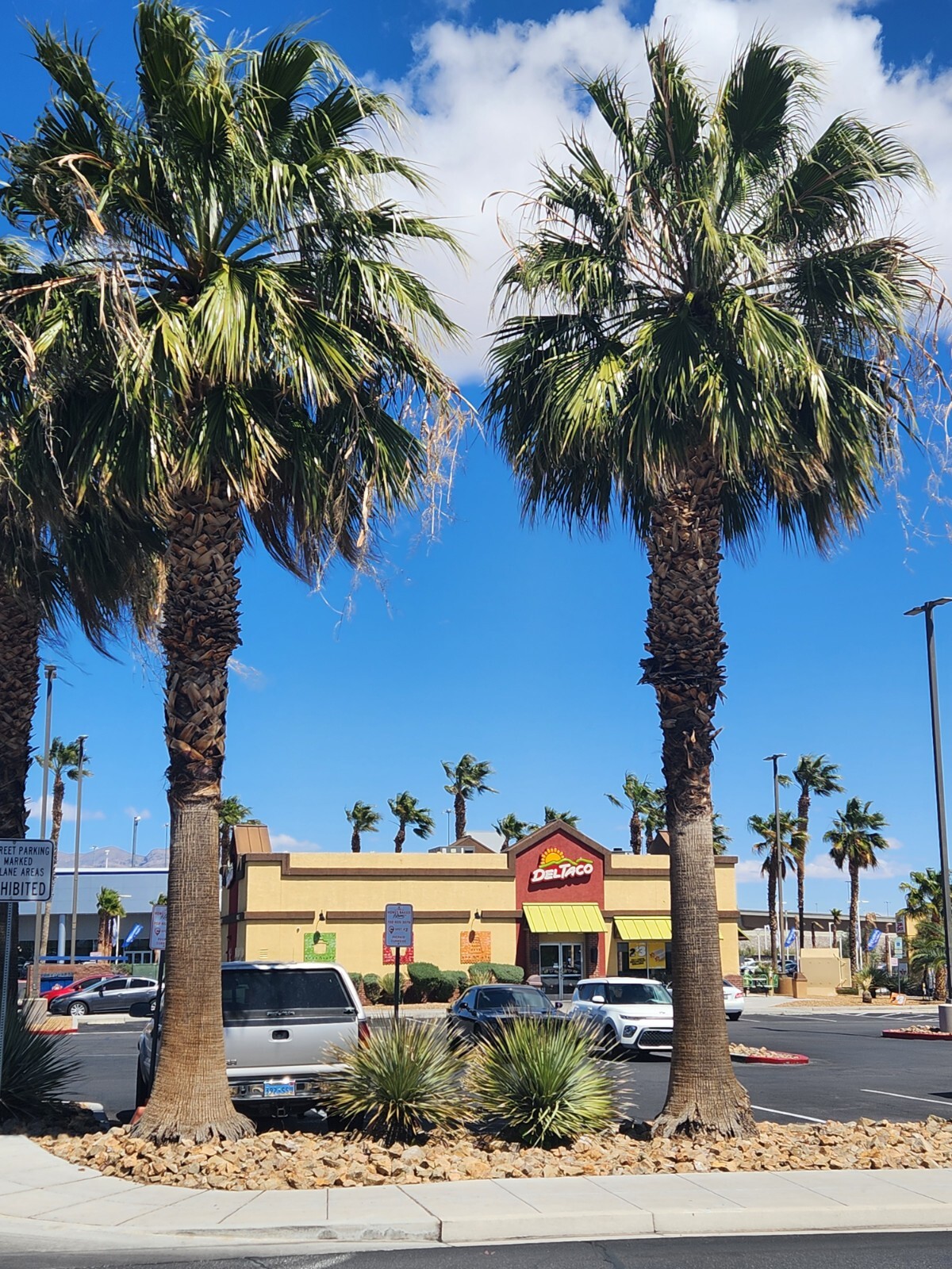 5 Saplings, Washingtonia Hybrid Filifera/Robusta Fan Palm, Live Plants, RARE 7+”