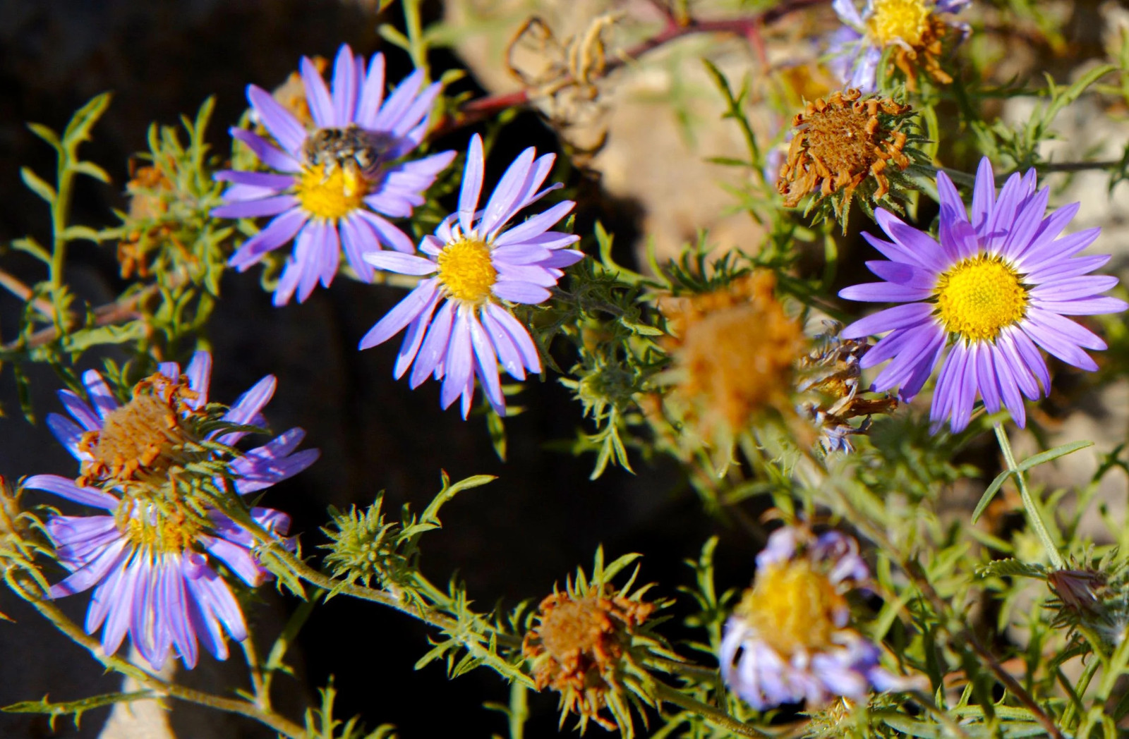 Tahoka Daisy Seeds | Purple Prairie Tansy Leaf Aster Wildflower Flower Seed 2025