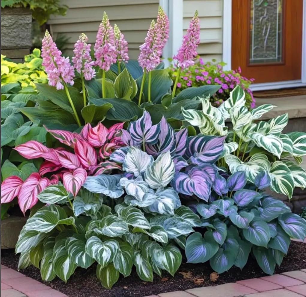 100PCS Heart-Shaped Hosta Plantaginea Seeds Perennial Garden Pollinators
