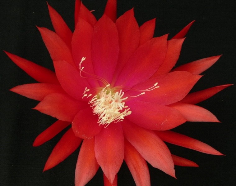 Epiphyllum, Orchid Cactus, ” FEUERZAUBER “, Don’s Quart pots JULY/1