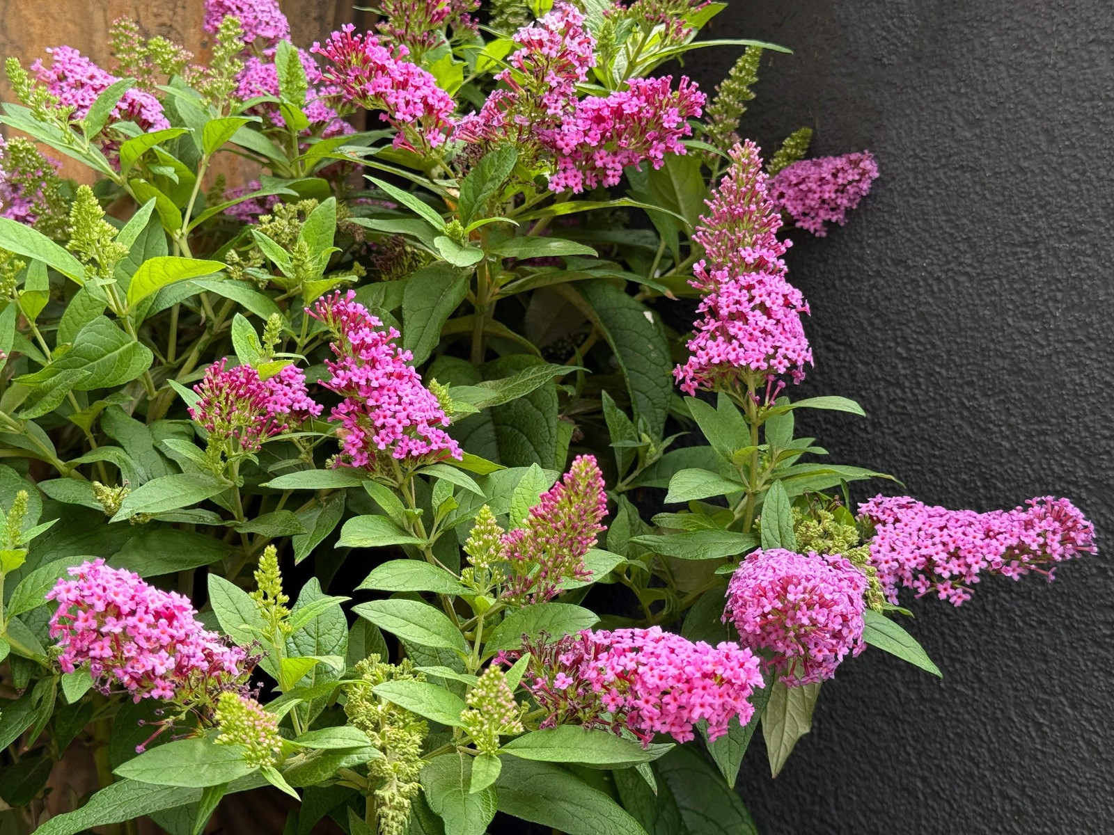 100 MIXED COLORS BUTTERFLY BUSH Buddleia Davidii Flower Seeds *Flat S/H
