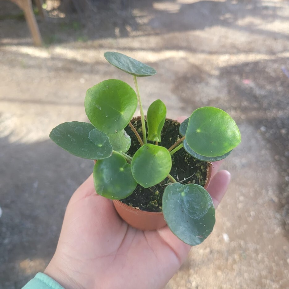 Pilea Peperomioides Live Plant – Chinese Money – 2″ Pot – Low Maintenance Plant