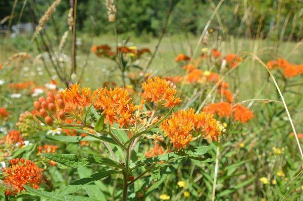 Asclepias tuberosa | Orange Milkweed | 150 Seeds