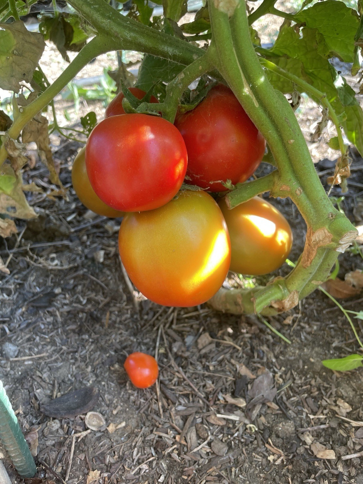 Tomato
