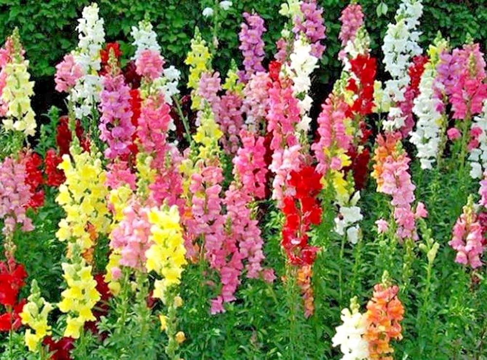 2000+SNAPDRAGON TETRA MIX Flower Seeds Spring Fall Garden Patio Container Easy