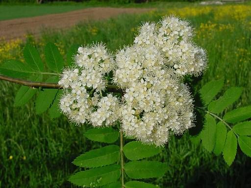 Rowan, (European Mountain Ash), Sorbus aucuparia, Tree Seeds