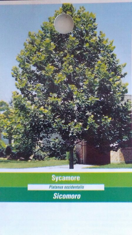 SYCAMORE 4-6 FT Tree Plant Large Easy To Grow Shade Trees Plants