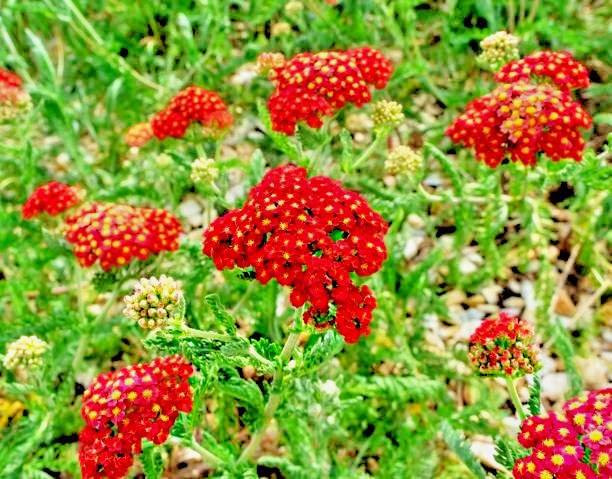 500 RED YARROW SEEDS | SALE FREE SHIPPING NON GMO HEIRLOOM
