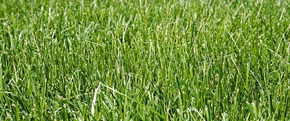 Barenbrug 16205 Kentucky 31 Tall Fescue Grass Sun or Shade Grass Seed 5 lb