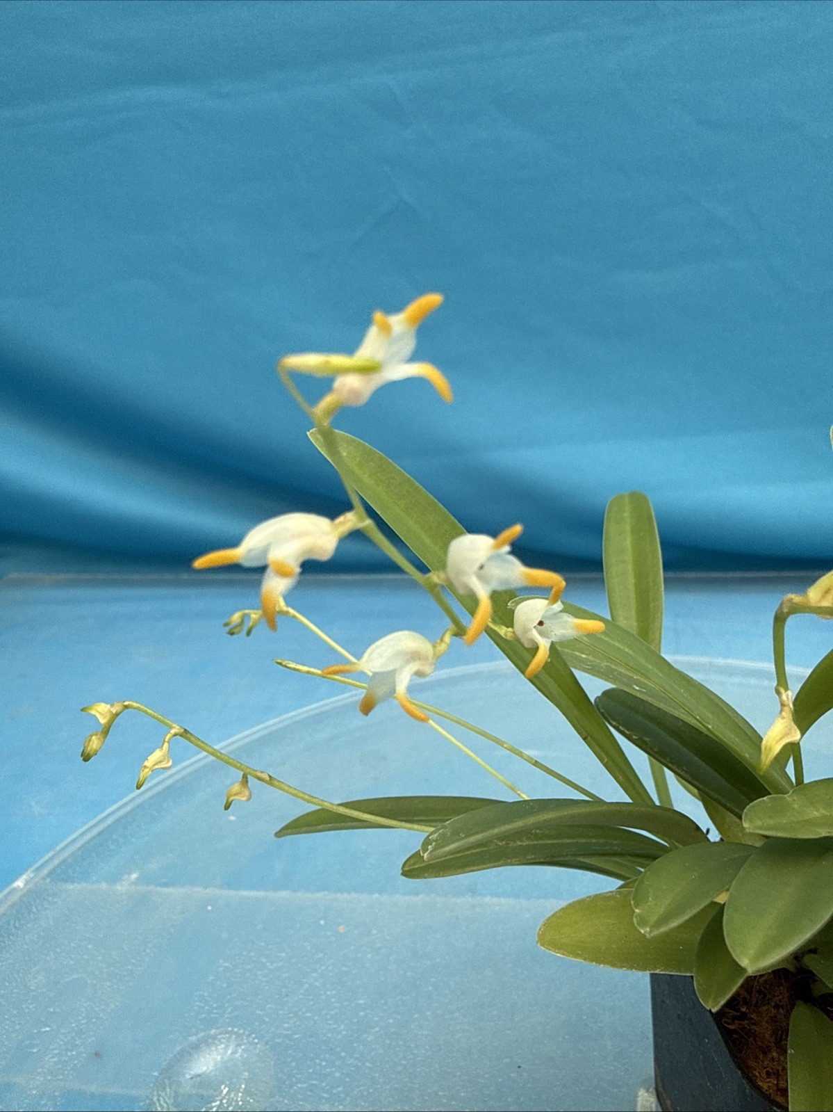 Masdevallia Bulbophyllopsis Orchid Species Yellow White 6 Spikes Cool Grow 2” Pt