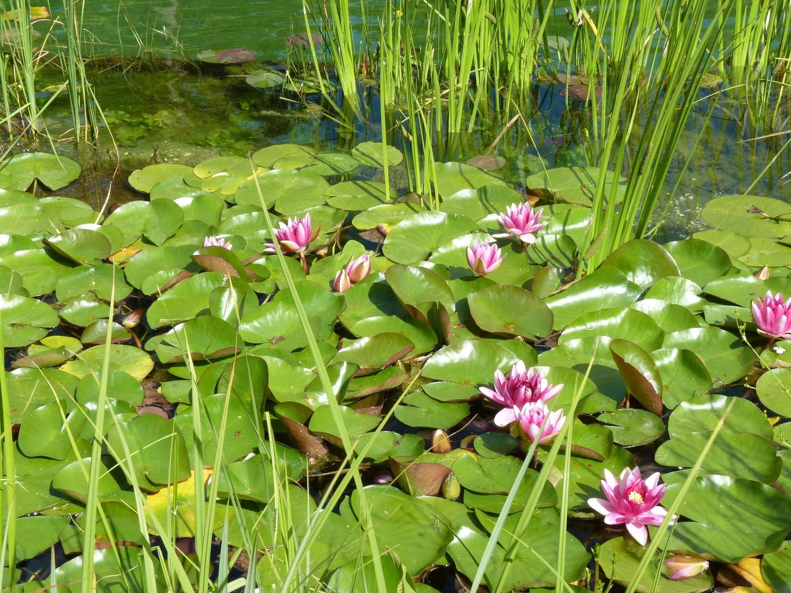 60PCS Premium Lotus Seeds for Planting in Water – Mixed Color Bowl Flower for…