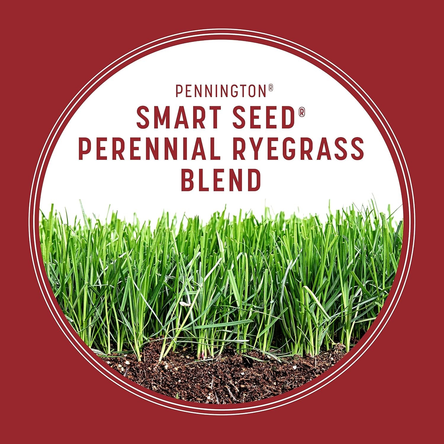 Pennington Smart Seed Perennial Rye 3 Lb Perennial Ryegrass Grass Seed Lawn