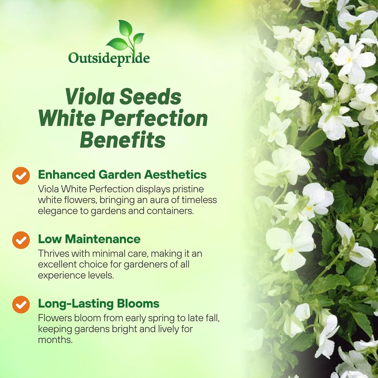 2000 Seeds Viola Seed – Viola White Perfection Flower Seeds