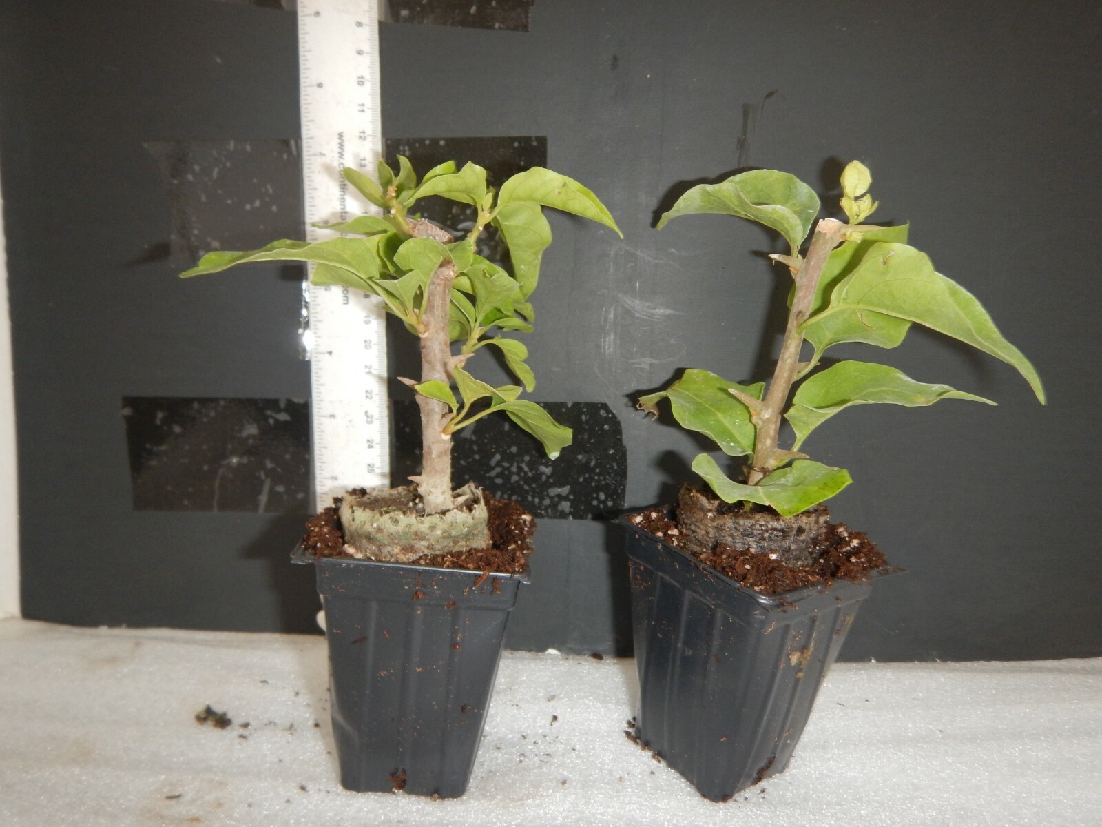 Well Rooted **VERA WHITE** Live Bougainvillea starter/plug plant*USA SELLER*