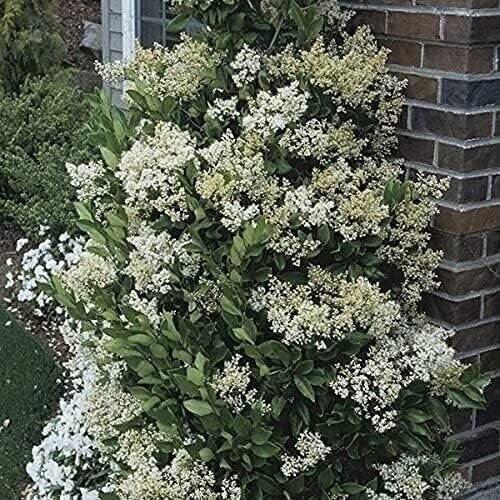 Ligustrum Waxleaf Privet | Quart | Ligustrum japonicum | Low Maintenance | Hardy