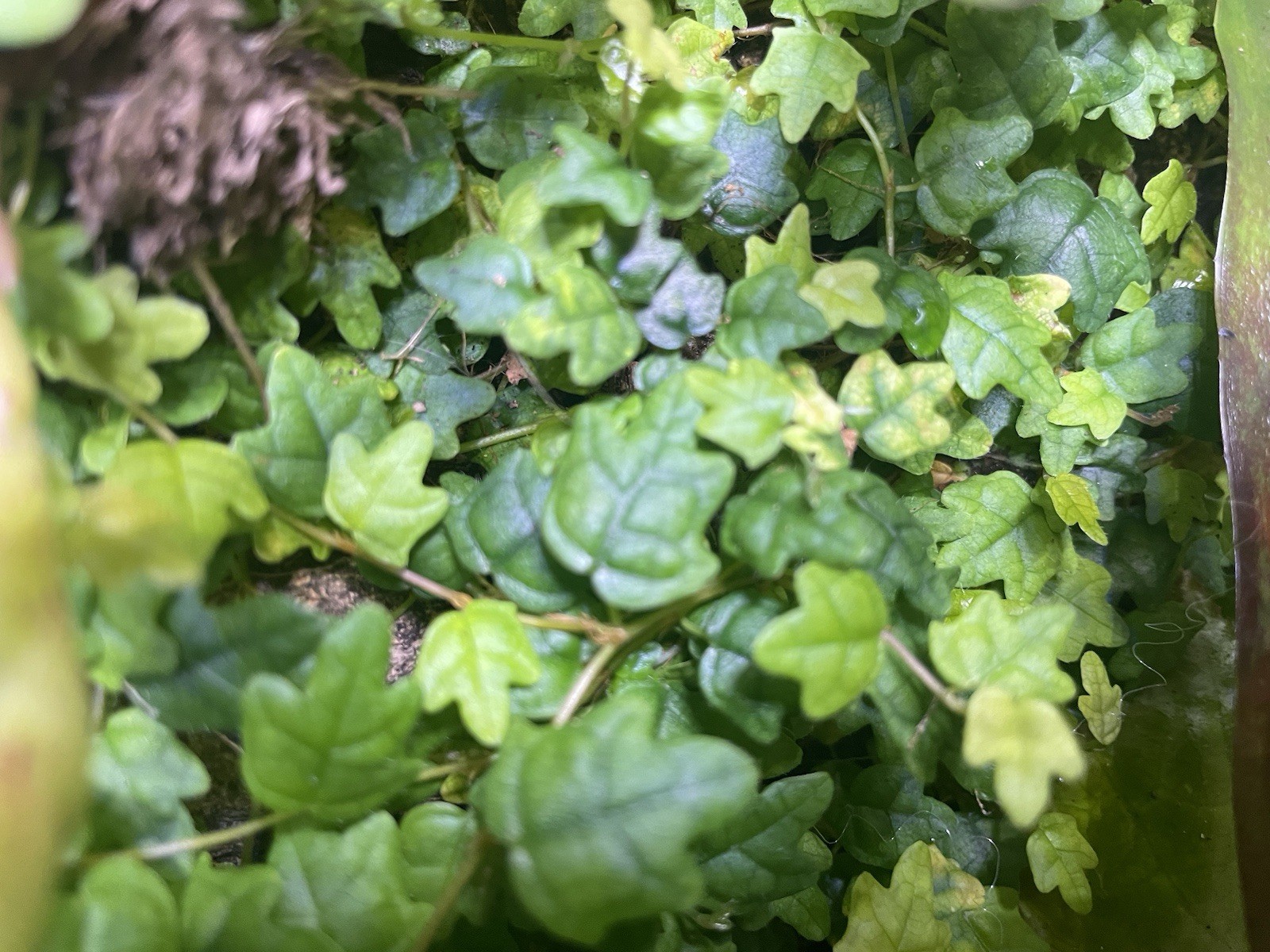 Oak Leaf Ficus String Of Frogs Ficus pumila quercifolia Ficus thunbergii Cutting