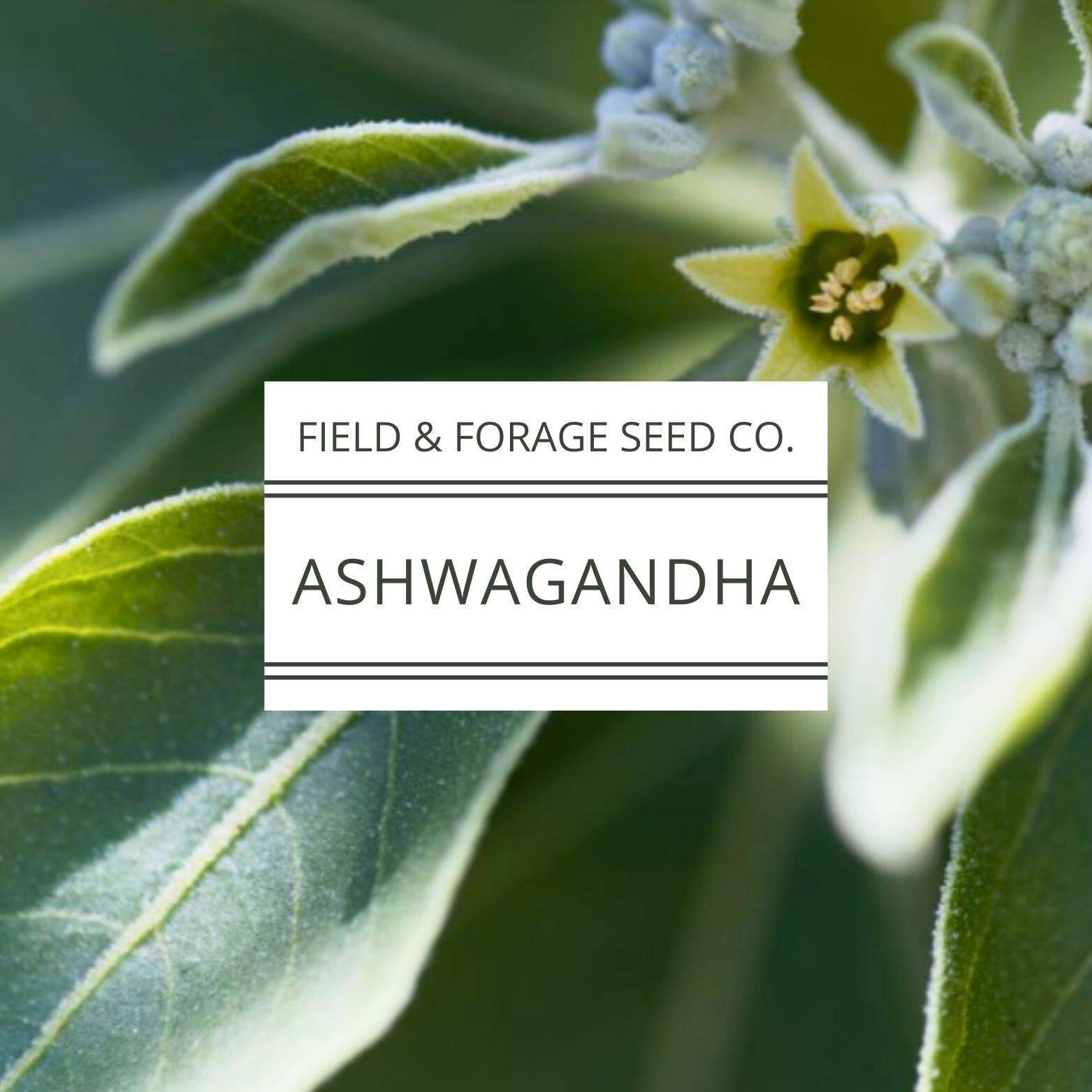 Ashwagandha Seeds | Withania somnifera | Heirloom | Non-GMO Herbal Gardens | 30