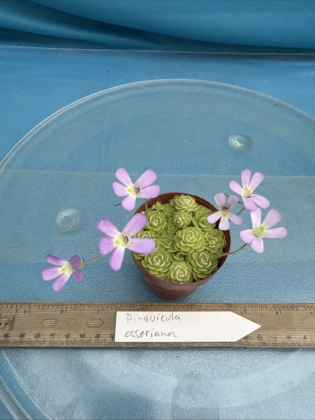 Pinguicula esseriana 20 Rosettes Carnivorous Pink White Flowers IN ONE 2” Pot