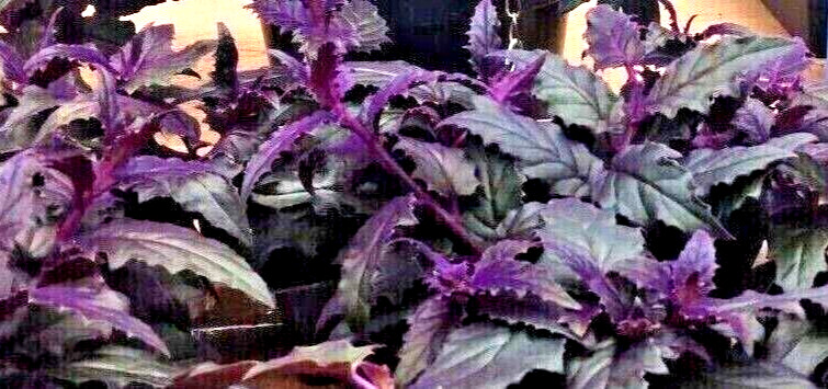 RARE !! Purple Passion plant (Gynura Aurantiaca) purple velvet LIVE plant 4″ POT