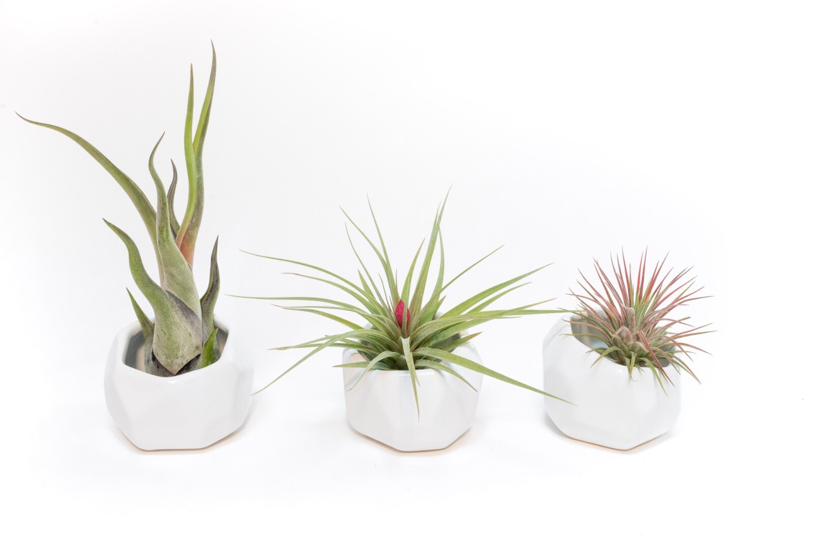 White Ceramic Holder with Custom Air Plant – Easy Indoor Outdoor Succulent