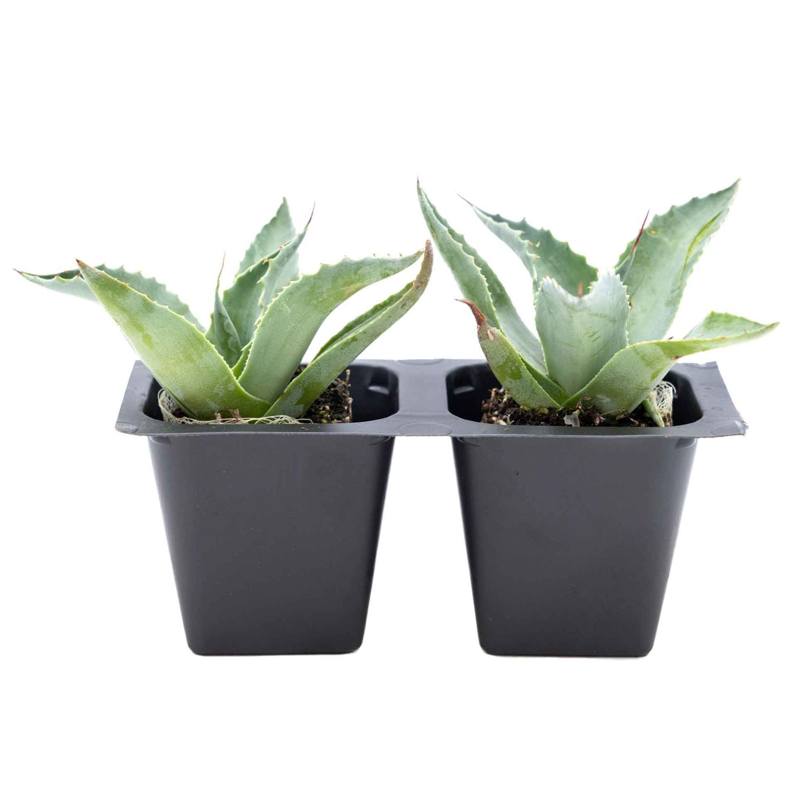 2 Whale’s Tongue Agave Succulent Plants in Nursery Cubes (Agave ovatifolia)