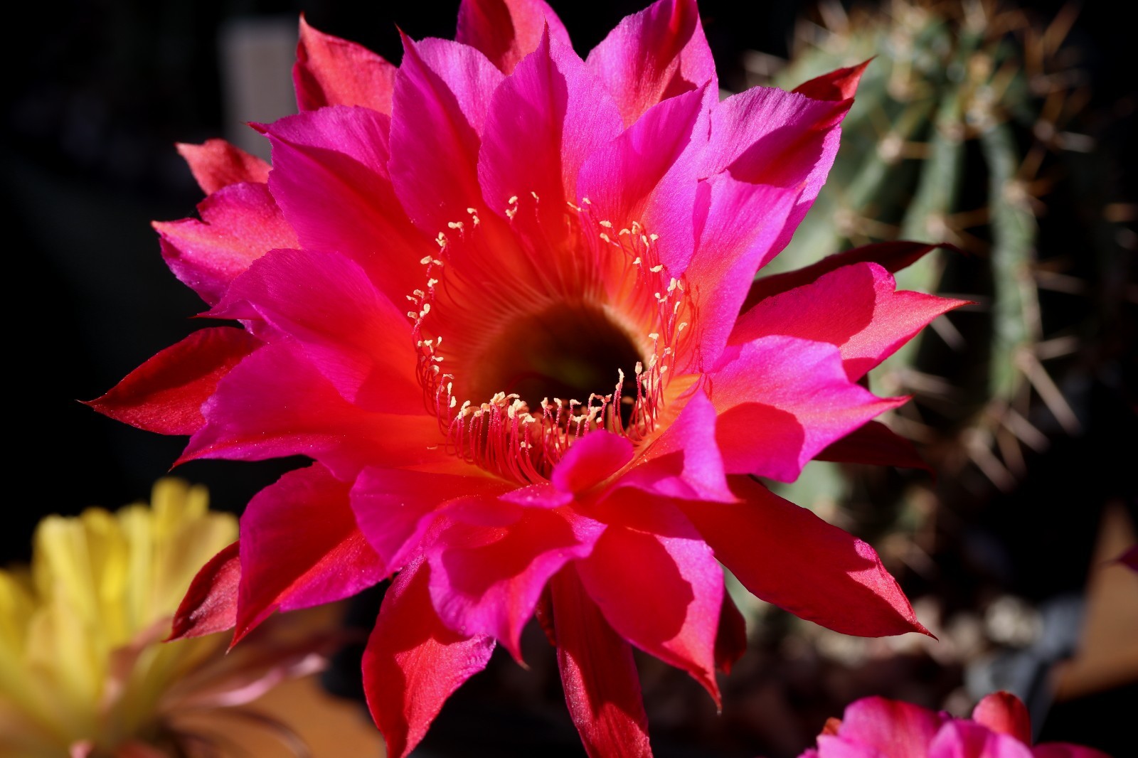 Echinopsis hybrid ‘Yes’