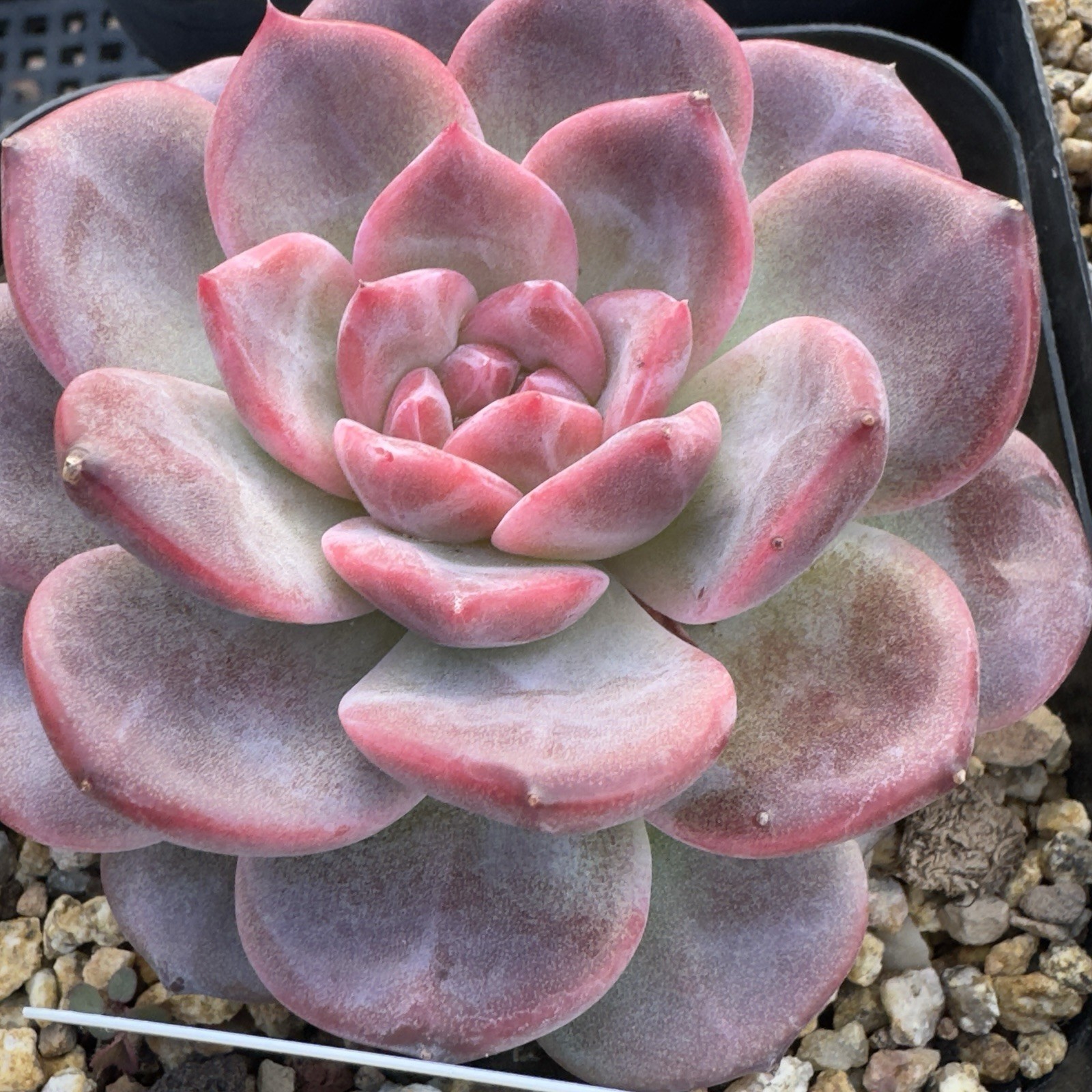 Echeveria Rare Hobak (Pumpkin) Live Succulent Plant Fully Rooted