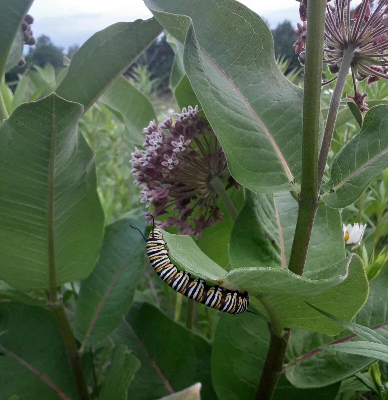 Common Milkweed 100+ seeds (Asclepias syriaca) Help Monarch Butterflies