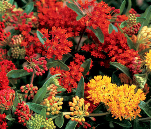 BUTTERFLY WEED GAY BUTTERFLIES Asclepias Tuberosa – 50 Bulk Seeds