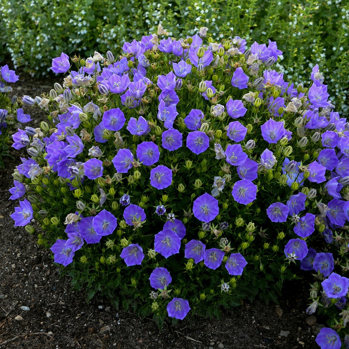 sun campanula RAPIDO BLUE Bellflower hardy sun perennial = 1 Potted Garden Plant