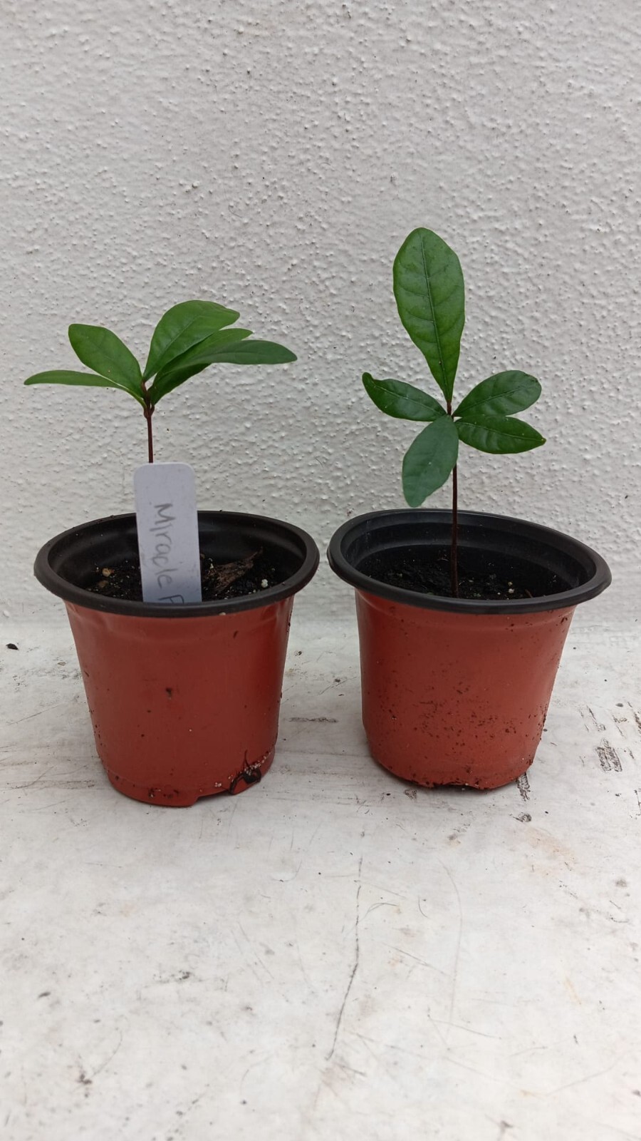 Miracle Fruit Plant Synsepalum dulcificum small seedling 2 for $30!!!!