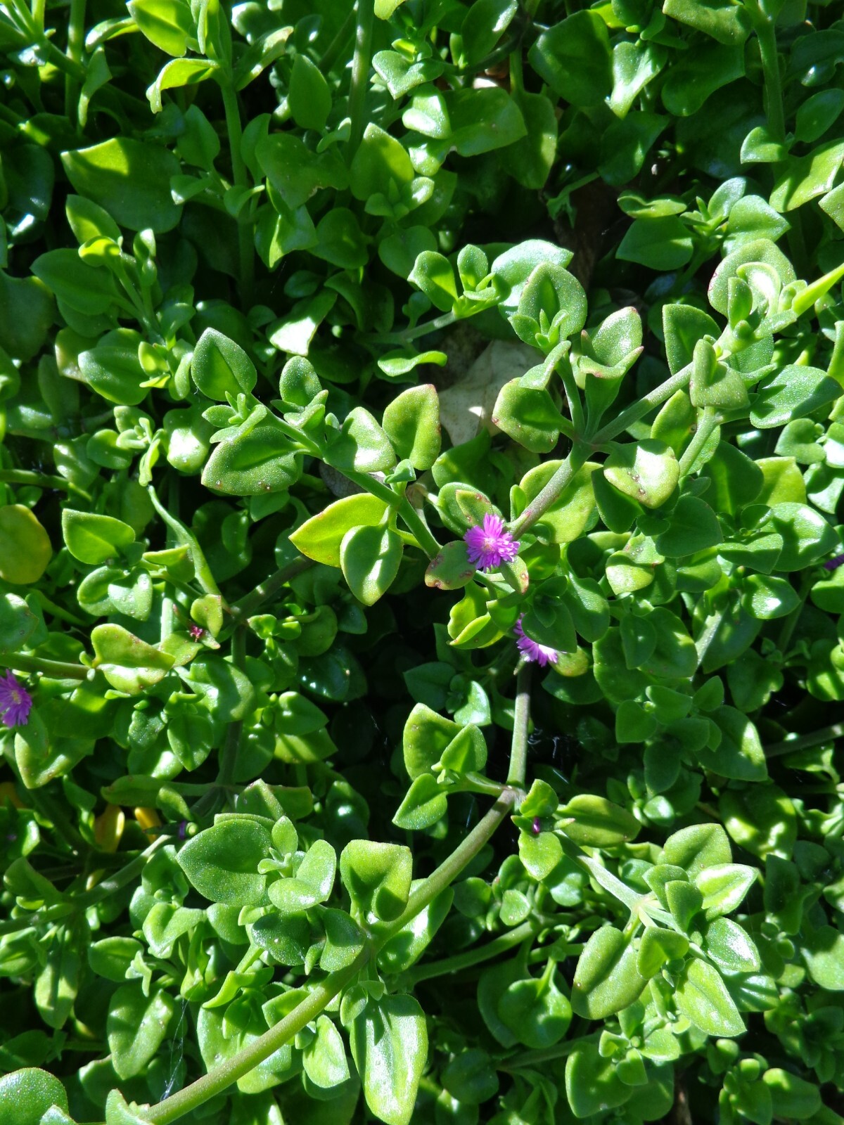 10 Cuttings Aptenia cordifolia Purple/Pink Apple Ice Plant’ ‘Baby Sun Rose’ 4″-7