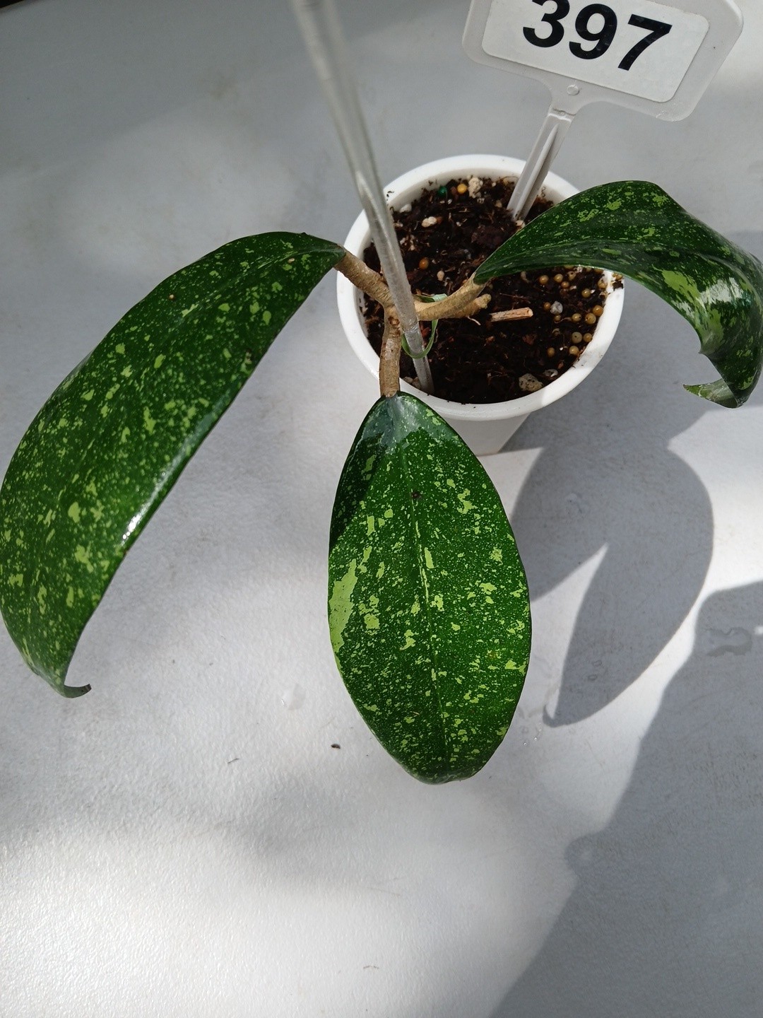 #397- HOYA VIETNAM SPLASH LIVE PLANT, LARGE LEAF,