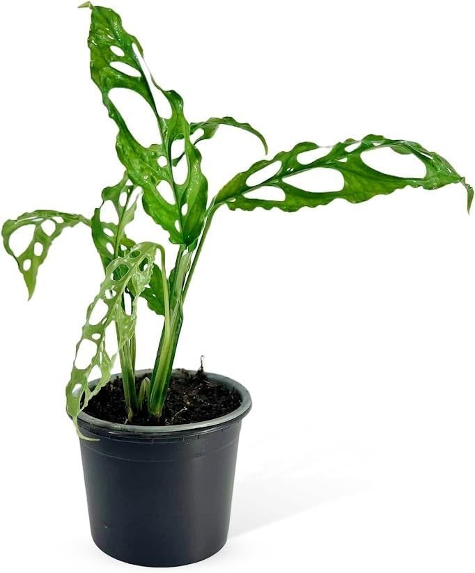 Monstera Obliqua Perú by LEAL PLANTS ECUADOR | Live Plant Easy to Grow Monstera