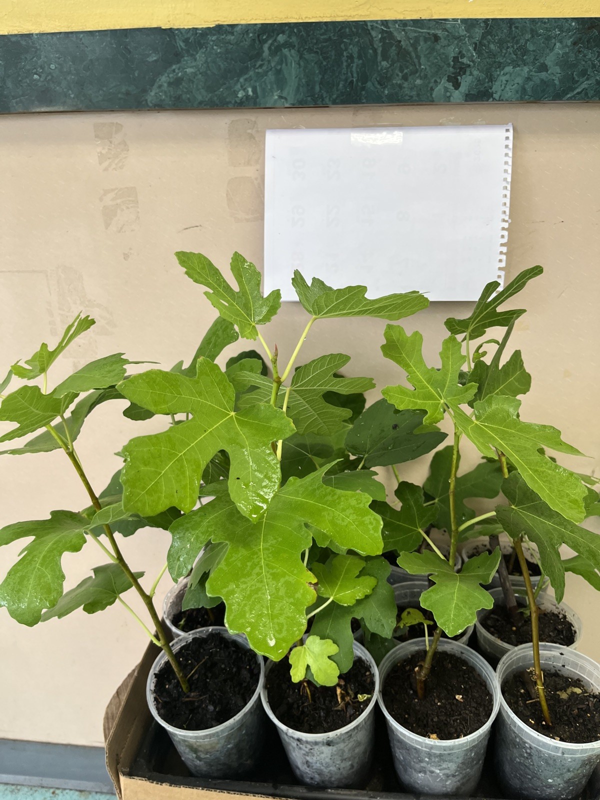 Two Fig Trees