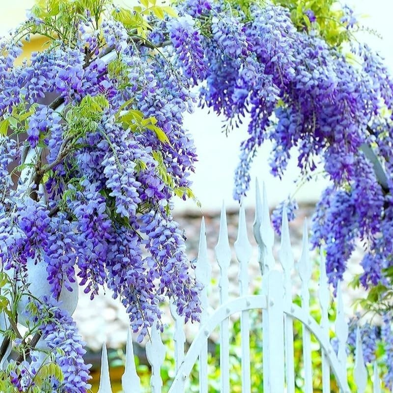 Blue Wisteria Tree Live Plant 6 to 12 Inch Tall 2.5 Inch Pot