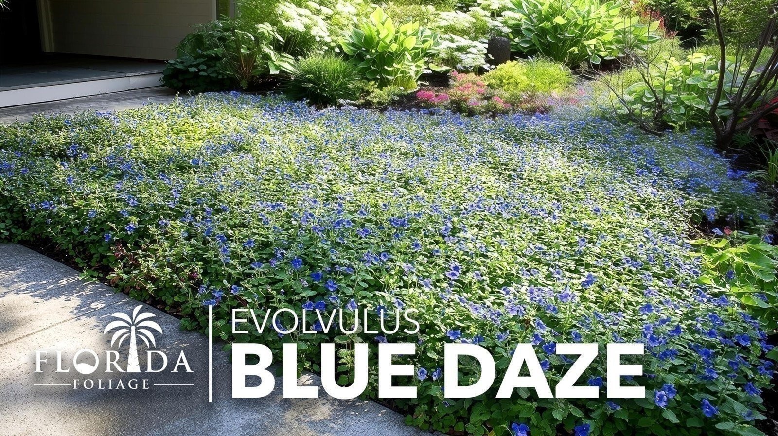 Blue Daze | Live Plants | Evolvulus Glomerata, Low Maintenance