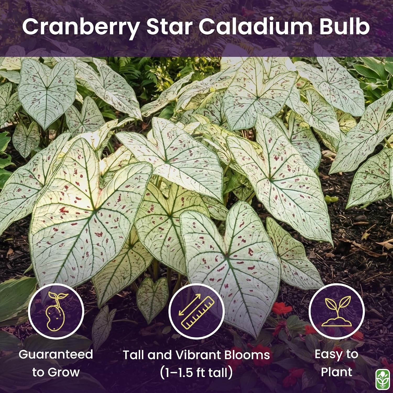 White Fancy Caladium Cranberry Star – Large Bulb for Zones 9-11