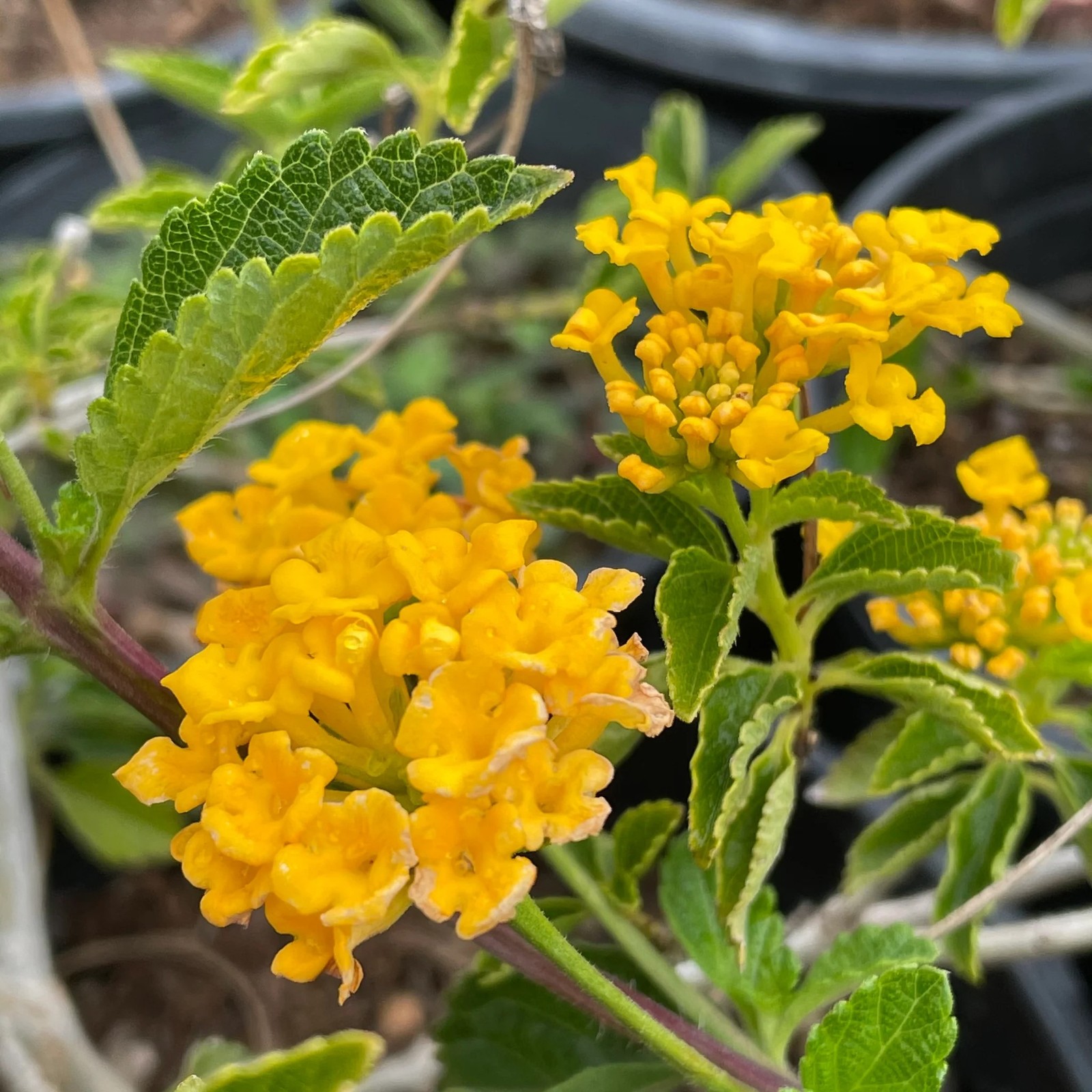 Lantana Spreading Gold Rooted Starter Plant BUY 2 GET 1 FREE