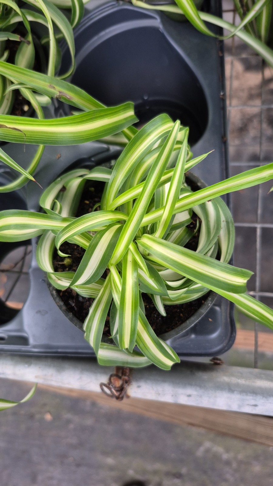 Chlorophytum Comosum ‘Bonnie’ Curly Spider Plant Air Purifying Indoor