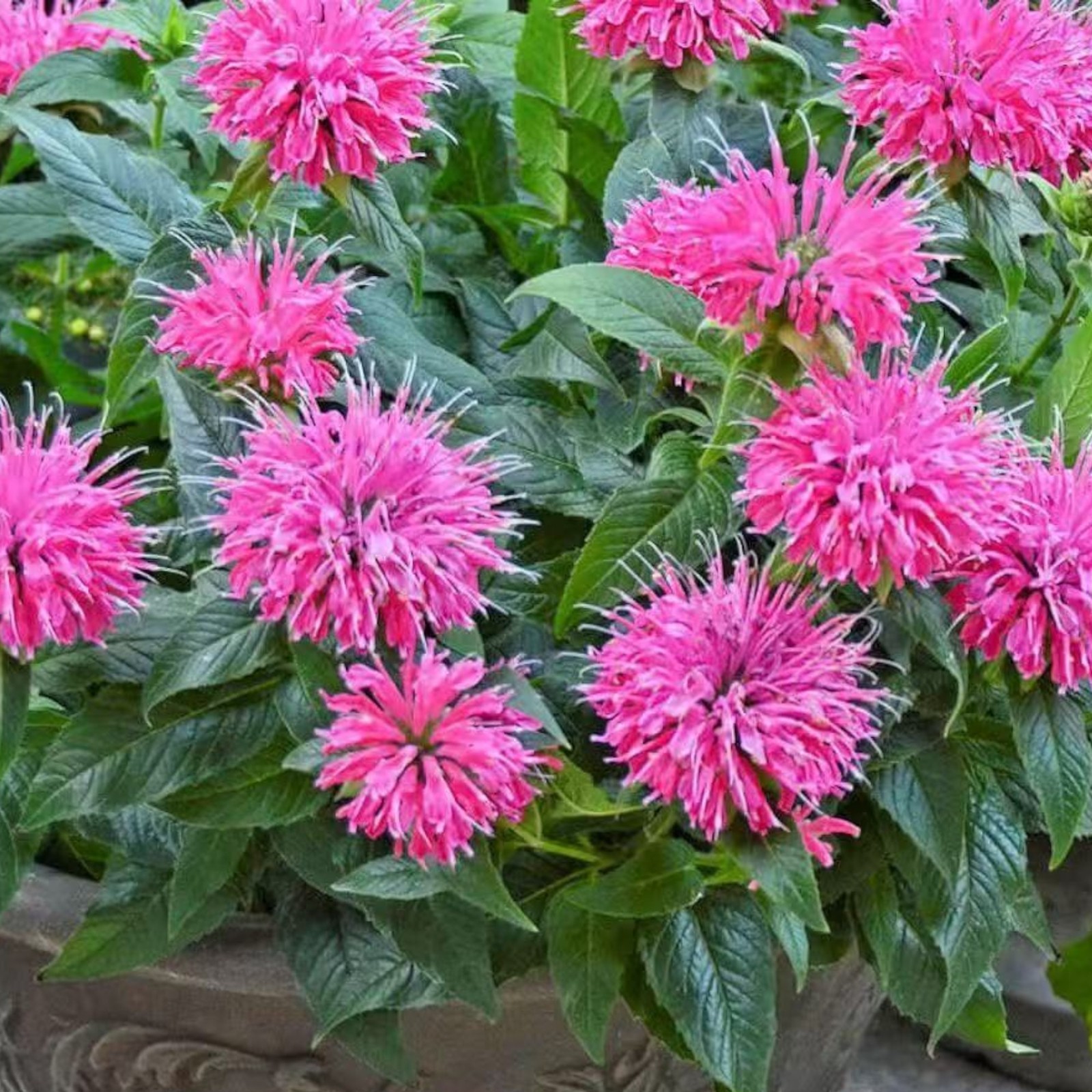 1000 Pink Bee Balm Seeds Monarda – Perennial Flower for Pollinators Zones 4–9