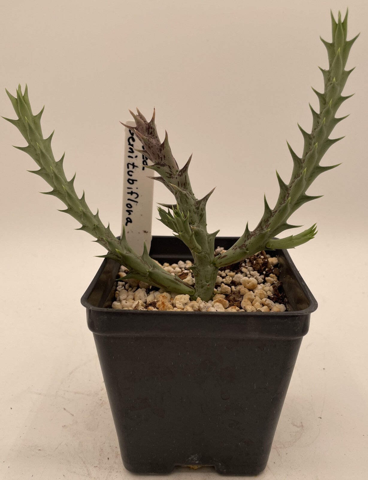 Orbea Semitubiflora 3.5″ Potted Plant – Well Rooted – No Ship to Cali or Arizona