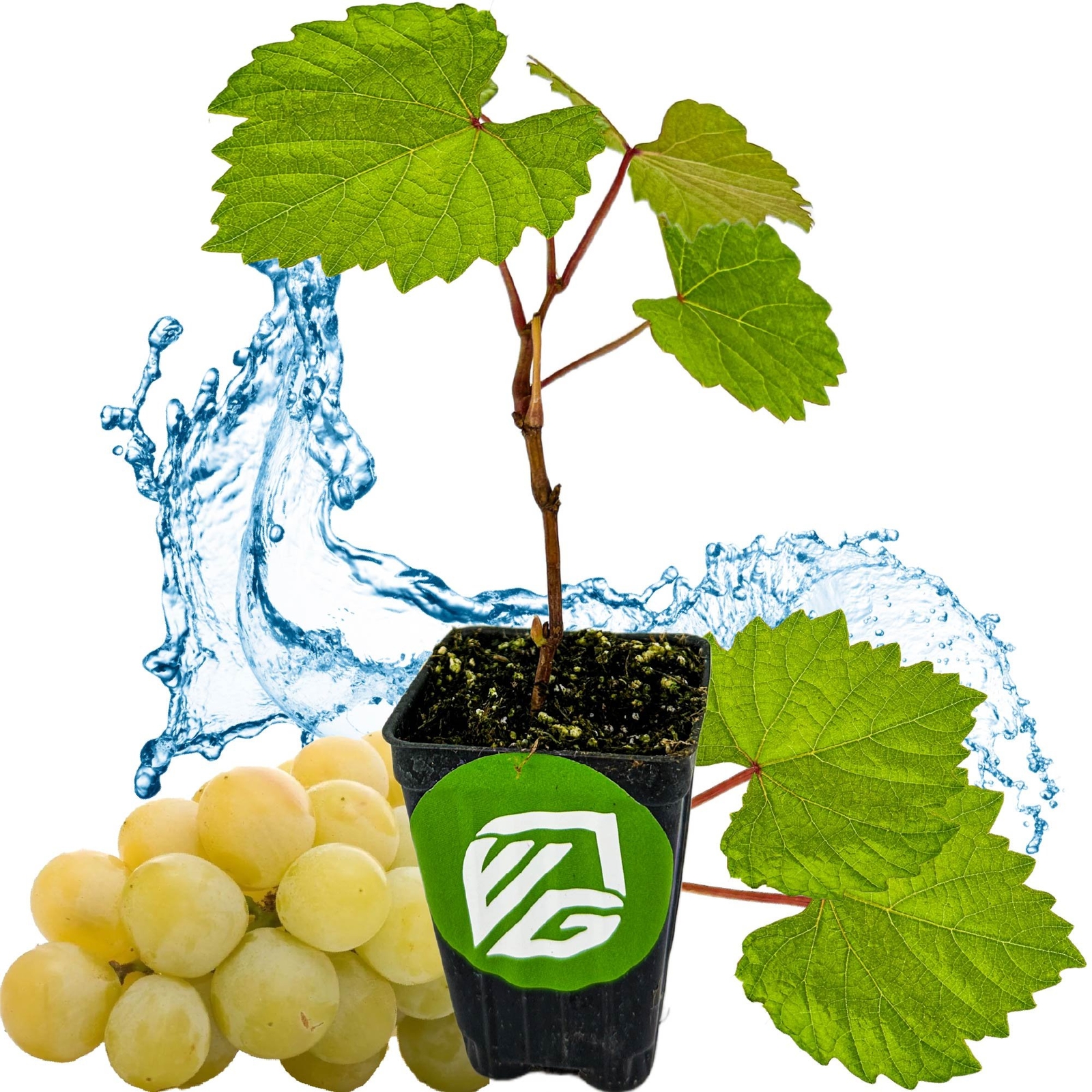 Blanc du Bois Grape – Vitis labrusca – Live Plant