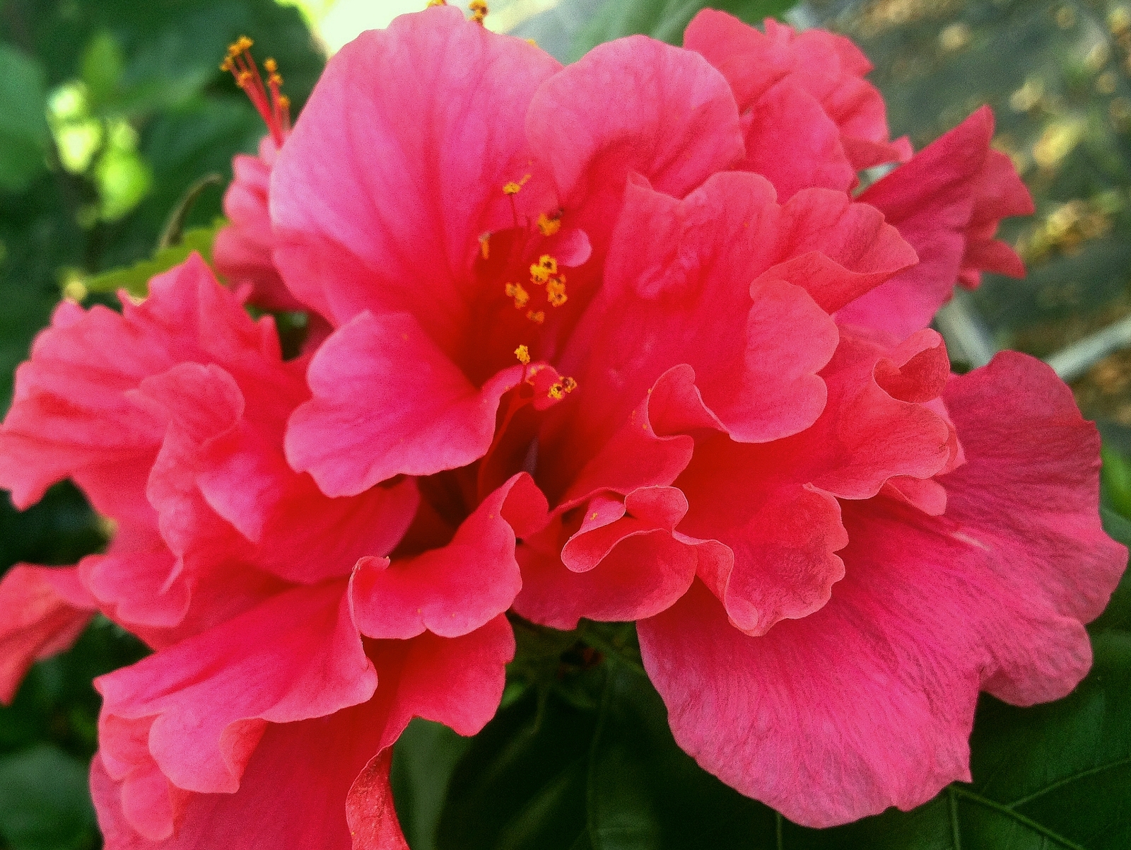 PRIDE OF HANKINS Tropical Hibiscus Bush Plant Triple Fuchsia Salmon Pink Bloom