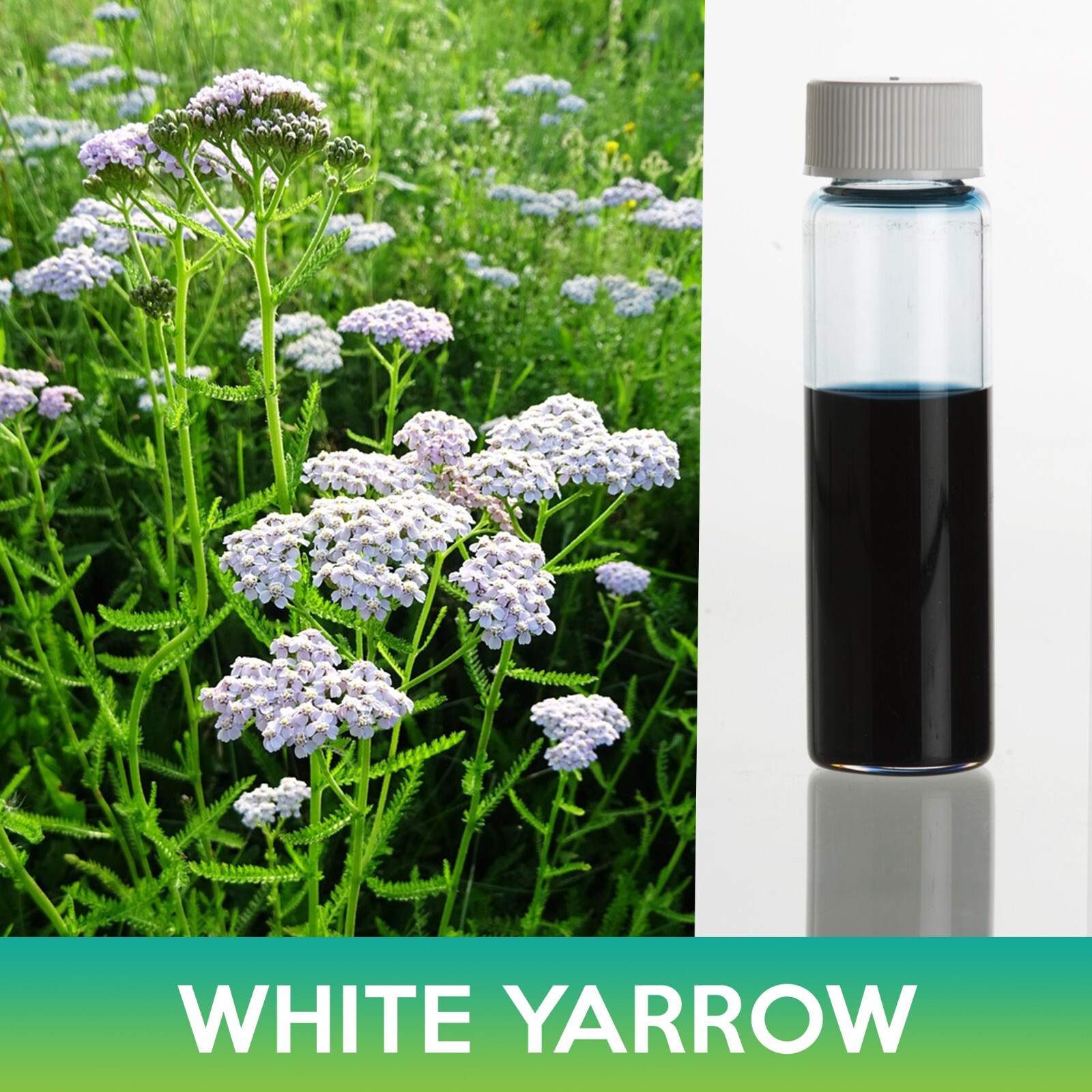 White Yarrow Seeds, Achillea millefolium