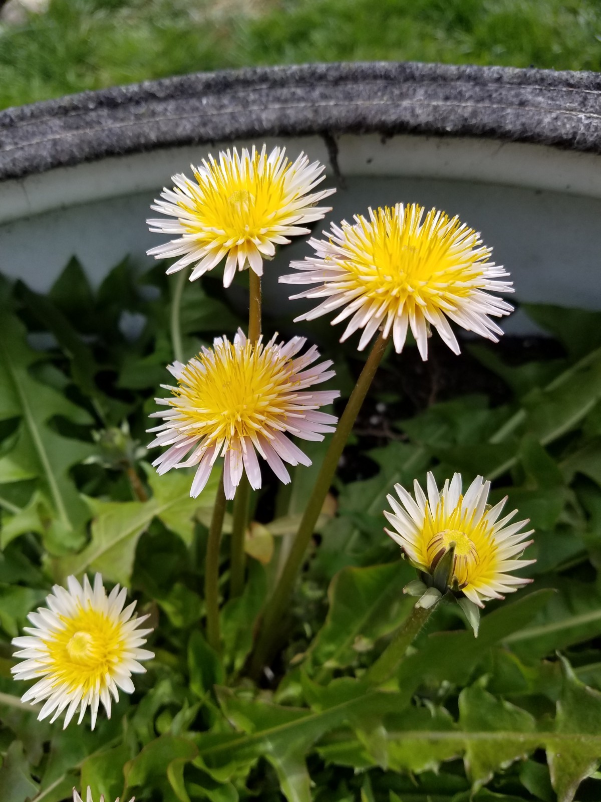Pink Dandelion Seeds RARE 10 Organic Seeds *FREE SHIPPING*